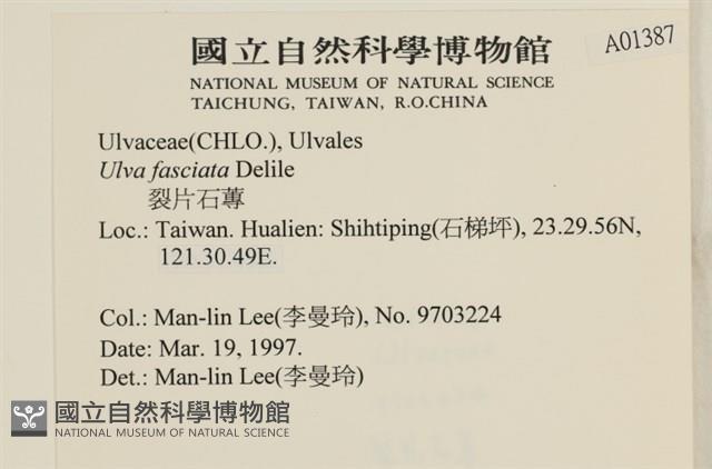 長片石蓴, 裂片石蓴藏品圖，第2張