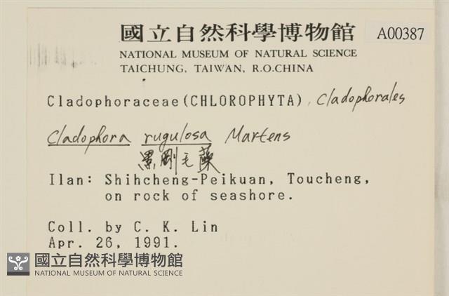 黑剛毛藻藏品圖，第2張