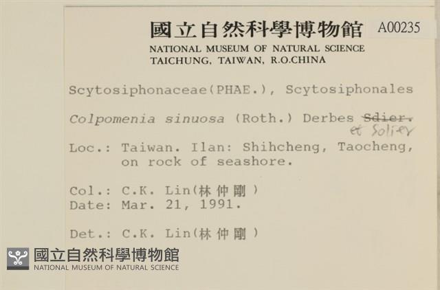 袋苔, 囊藻藏品圖，第2張