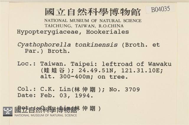 粗齒雉尾蘚藏品圖，第2張