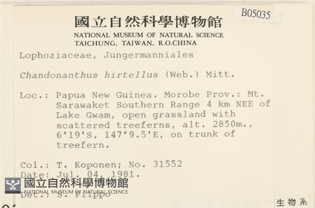 齒邊廣萼苔藏品圖，第2張