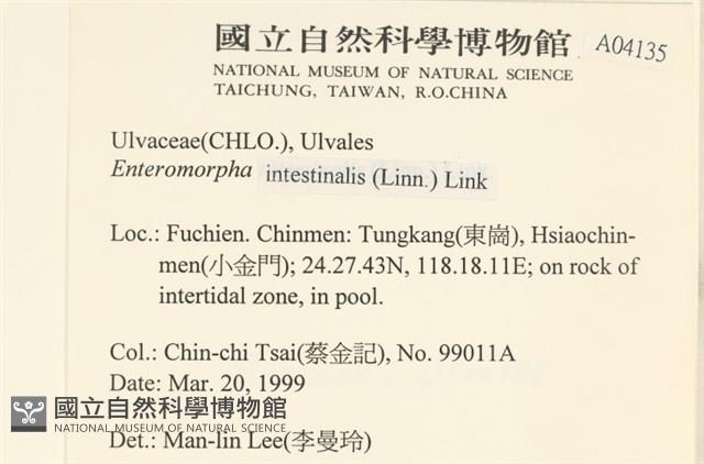 腸滸苔, 河石髮藏品圖，第2張