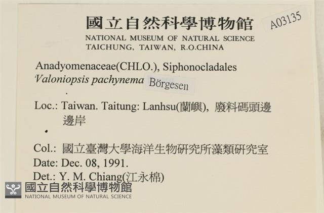 指枝藻藏品圖，第2張