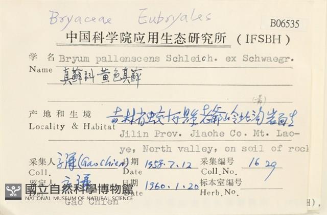 黃色真蘚藏品圖，第2張