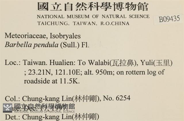 多疣懸蘚藏品圖，第2張