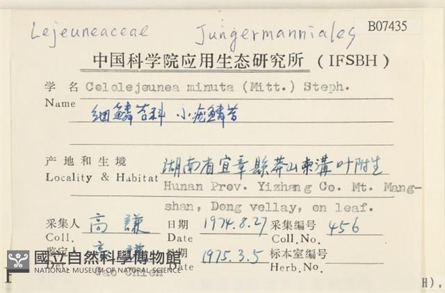 小疣鱗苔藏品圖，第2張