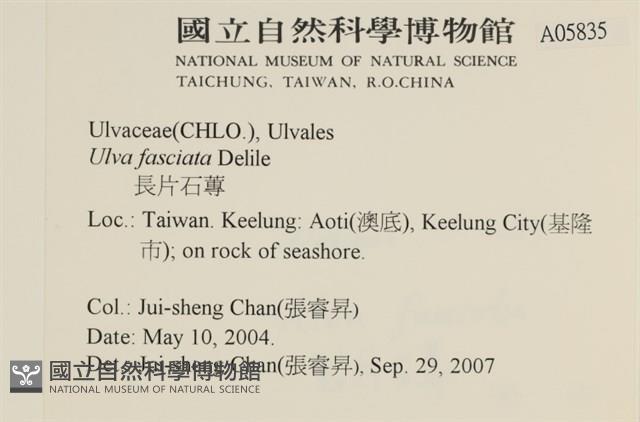 長片石蓴, 裂片石蓴藏品圖，第2張