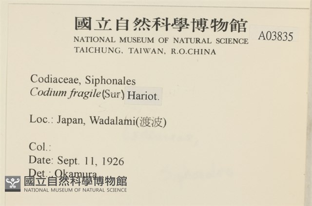 水松, 松藻藏品圖，第2張