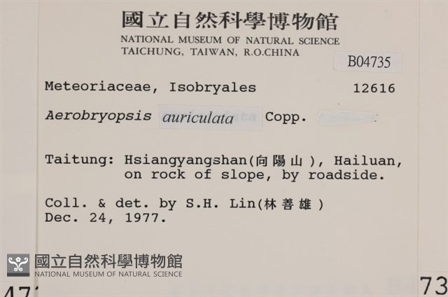 鞭枝懸蘚藏品圖，第2張