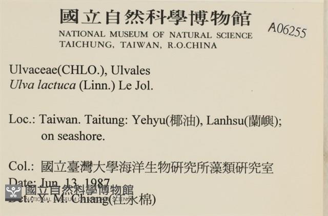 大石蓴, 石蓴藏品圖，第2張