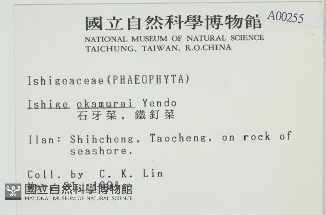 石牙藻, 石牙菜, 鐵釘菜藏品圖，第2張