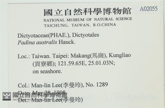 南方團扇藻藏品圖，第2張