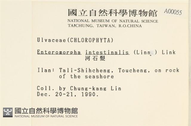 腸滸苔, 河石髮藏品圖，第2張