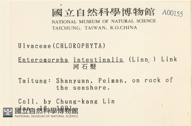 腸滸苔, 河石髮藏品圖，第2張