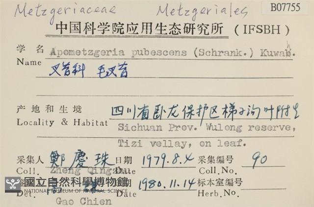 毛擬叉苔藏品圖，第2張