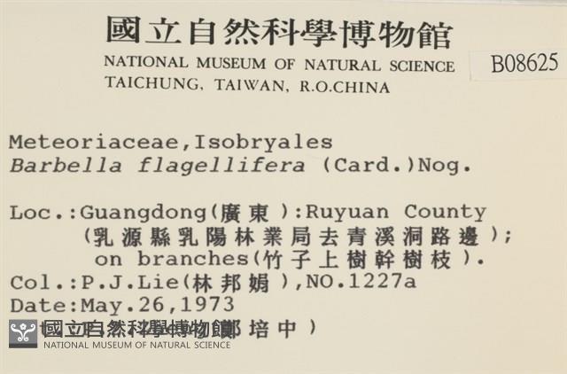 鞭枝懸蘚藏品圖，第2張