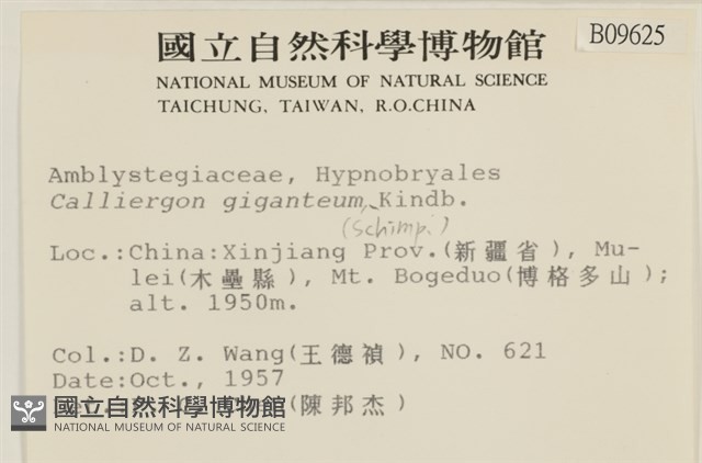 大葉濕原蘚藏品圖，第2張