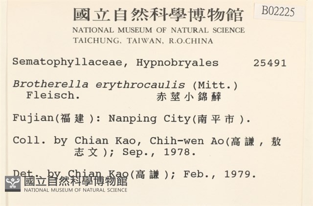 赤莖小錦蘚藏品圖，第2張
