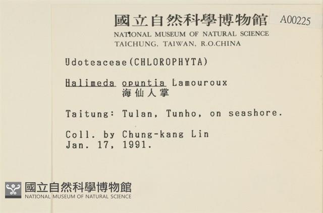 仙掌藻, 海仙人掌藏品圖，第2張