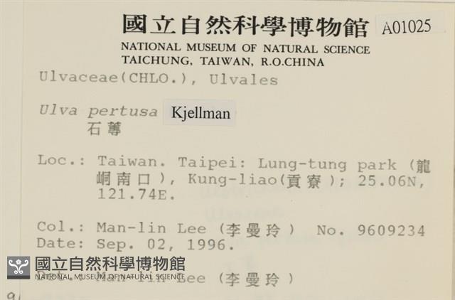 石蓴藏品圖，第2張