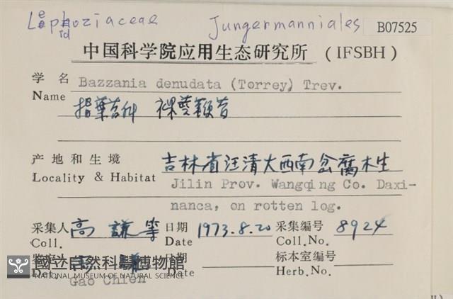 裸莖鞭苔藏品圖，第2張