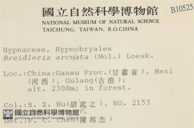 彎葉扁灰蘚藏品圖，第2張