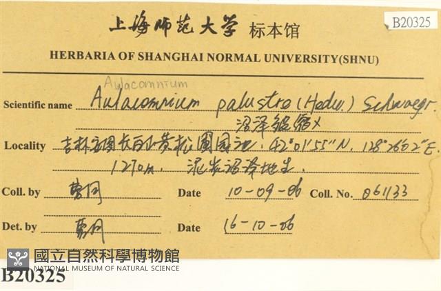 沼澤皺蒴蘚藏品圖，第2張