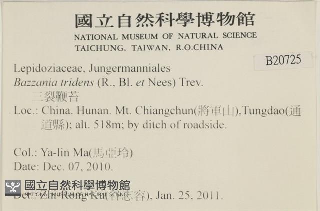 鞭苔,三裂鞭苔藏品圖，第2張