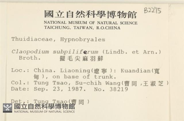 擬毛尖麻羽蘚藏品圖，第2張