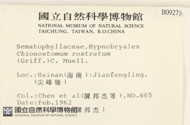 花錦蘚藏品圖，第2張