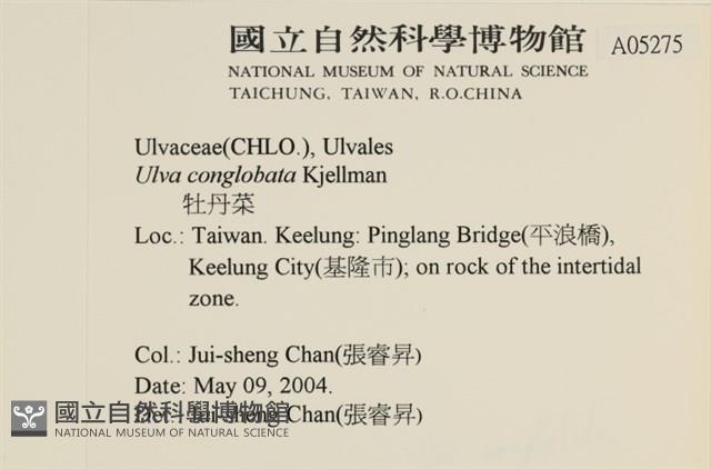 茶花石蓴, 牡丹菜藏品圖，第2張