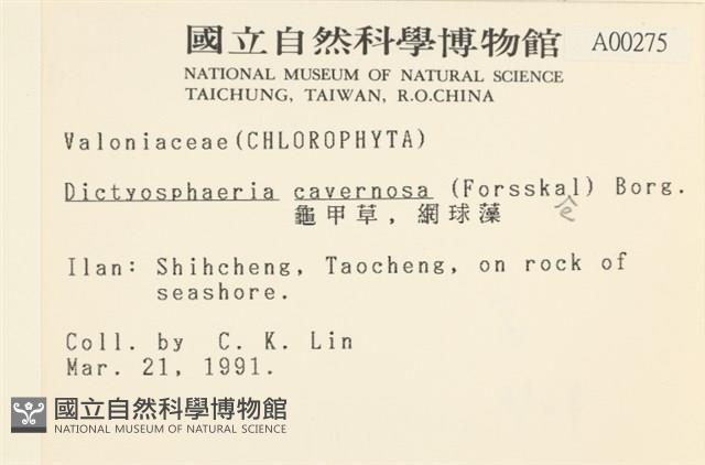 網球藻藏品圖，第2張