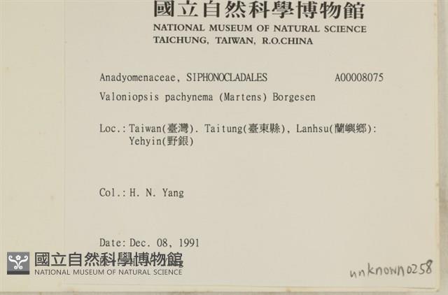 指枝藻藏品圖，第2張