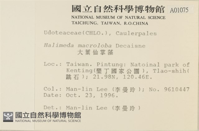 大葉海仙人掌, 大葉仙掌藻藏品圖，第2張