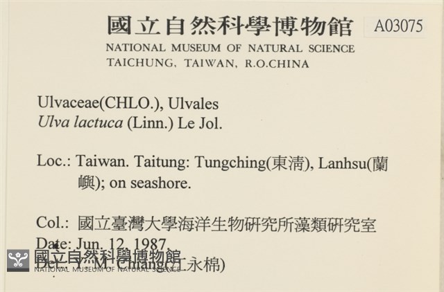 大石蓴, 石蓴藏品圖，第2張