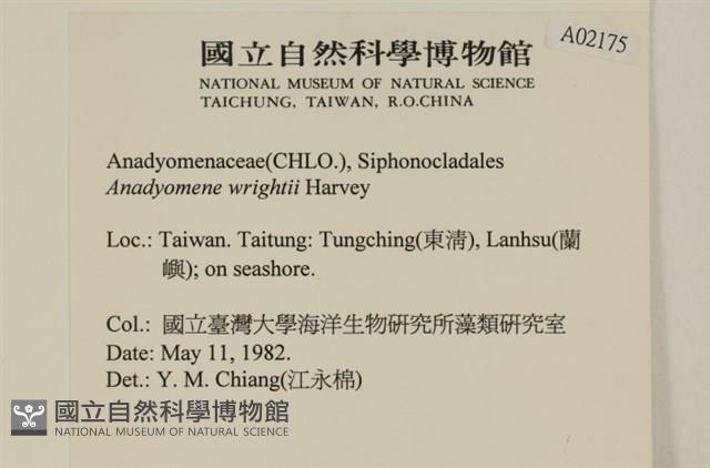 浮網藻, 肋葉藻藏品圖，第2張
