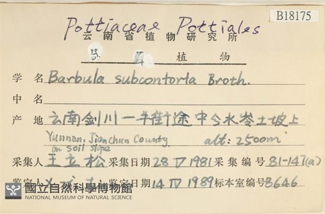 狹葉扭口蘚藏品圖，第2張
