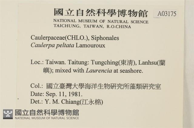 盾葉蕨藻藏品圖，第2張