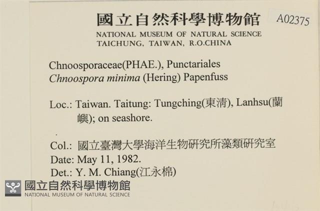 小毛孢藻, 小鹿角苔藏品圖，第2張