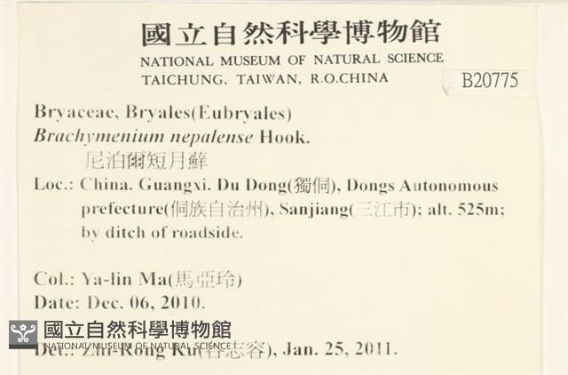 那霸短月蘚藏品圖，第2張