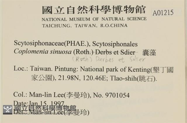 袋苔, 囊藻藏品圖，第2張