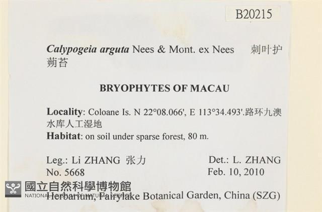 刺葉護蒴苔藏品圖，第2張