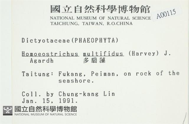 多扇藻藏品圖，第2張