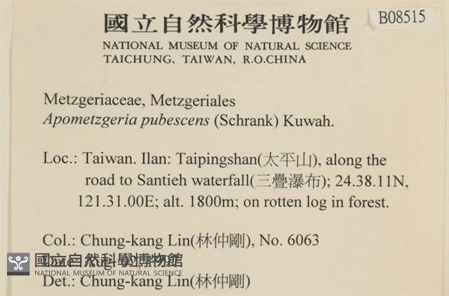 毛擬叉苔藏品圖，第2張