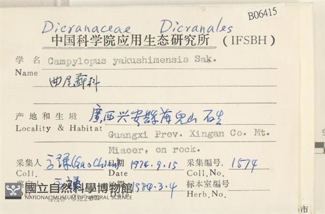 曲尾蘚科藏品圖，第2張