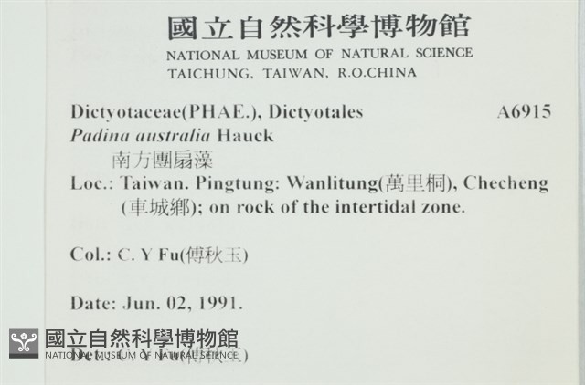 南方團扇藻藏品圖，第2張