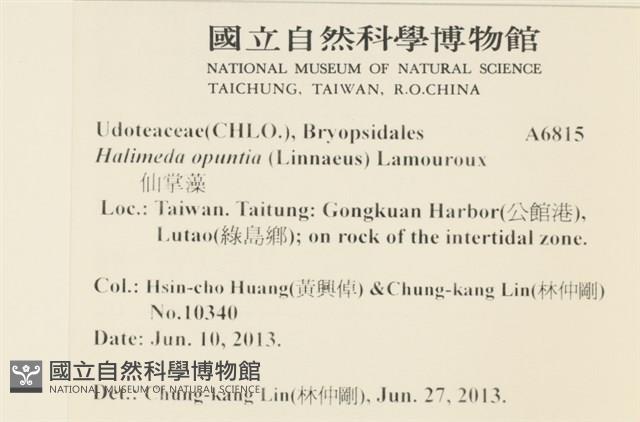 仙掌藻, 海仙人掌藏品圖，第2張