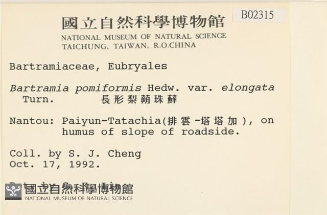 梨蒴珠蘚長形變種藏品圖，第2張