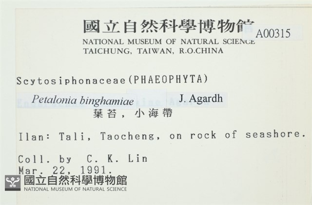 葉苔, 小海帶藏品圖，第2張
