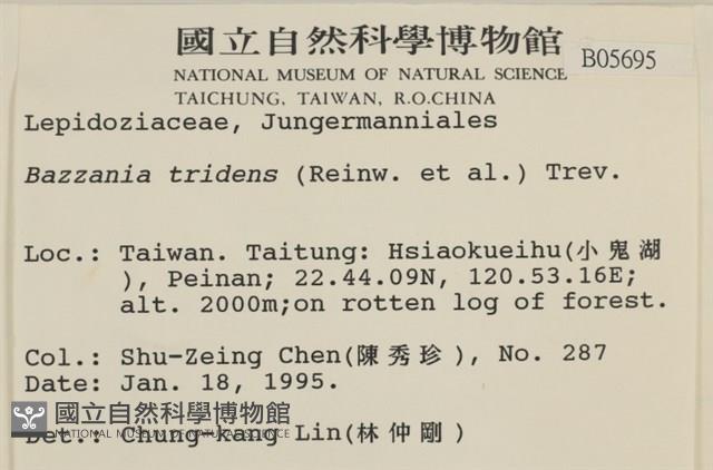 鞭苔,三裂鞭苔藏品圖，第2張